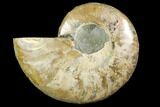 Cut & Polished Ammonite Fossil (Half) - Agate Replaced #146140-1